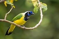 Dag 03 - Incagaai - Green Jay