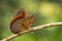 Dag 03 - Peruaanse witnekeekhoorn - Northern Amazon red squirrel