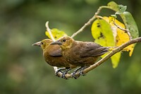 Dag 03 - Roestrugoropendola - Russet-backed Oropendola
