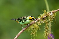 Dag 03 - Goudoortangare - Golden-eared Tanager