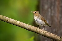 Dag 03 - Dwerglijster - Swainson's Thrush