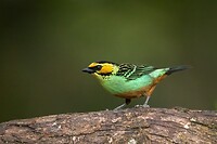 Dag 03 - Goudoortangare - Golden-eared Tanager