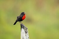 Dag 04 - Zwartkopsoldatenspreeuw - Red-breasted meadowlark