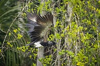 Dag 04 - Anioema in vlucht - Horned Screamer in flight