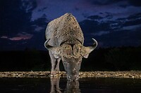 20221116 - Afrikaanse buffel - African buffalo