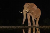 20221116 - Savanneolifant - African bush elephant