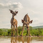 20221116 - Laagland Nyala - Lowland nyala