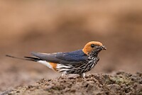 20221117 - Savannezwaluw - Lesser striped swallow