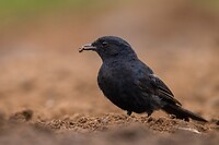 20221117 - Kaapse drongovliegenvanger - Southern black flycatcher