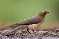 20221117 - Roodsnavelossenpikker - Red-billed oxpecker