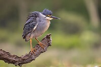 20221117 - Mangrovereiger - Striated heron