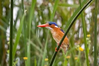 20221117 - Malachietijsvogel - Malachite kingfisher