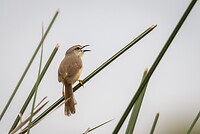 20221117 - Roestflankprinia - Tawny-flanked prinia