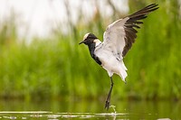 20221117 - Smidsplevier - Blacksmith lapwing