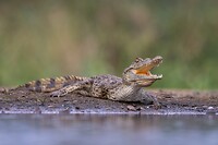 20221117 - Jonge Nijlkrokodil - Nile crocodile (juv.)