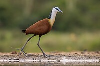20221117 - Lelieloper- African jacana
