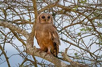 20221117 - Verreaux' oehoe - Verreaux's eagle-owl