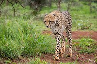 20221118 - Jachtluipaard - Cheetah