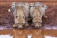 20221118 - Drinkende Jachtluipaarden - Drinking Cheetahs