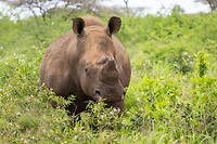 20221118 - Witte neushoorn - White rhinoceros