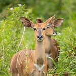 20221118 - Laagland Nyala - Lowland nyala