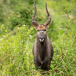 20221118 - Laagland Nyala - Lowland nyala
