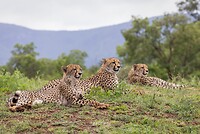 20221118 - Rustende Jachtluipaarden - Cheetahs taking a break