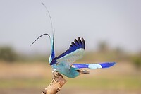 20230312-Sahelscharrelaar - Abyssinian Roller