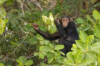 20230312-Chimpansee - Chimpanzee