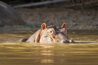 20230312-Nijlpaard - Common hippopotamus
