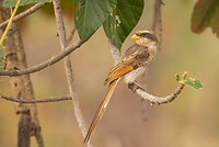 20230313-Geelsnavelklauwier - Yellow-billed Shrike