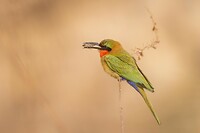20230313-Roodkeelbijeneter - Red-throated Bee-eater