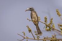 20230313-Grijze tok- African Grey Hornbill