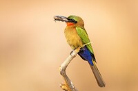 20230313-Roodkeelbijeneter - Red-throated Bee-eater