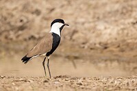 20230313-Sporenkievit - Spur-winged Lapwing