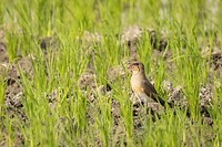 20230313-Vorkstaartplevier - Red-winged pratincole