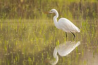 20230314-Middelste zilverreiger - Intermediate Egret