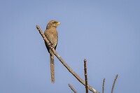 20230320-Geelsnavelklauwier - Yellow-billed Shrike