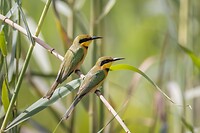 20230320-Dwergbijeneter - Little bee-eater
