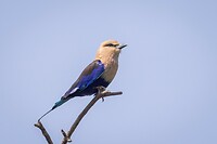 20230320-Blauwbuikscharrelaar - Blue-bellied Roller