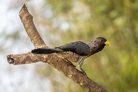 20230320-Grijze bananeneter- Western Grey Plantain-eater