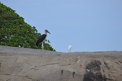 DSC_0102