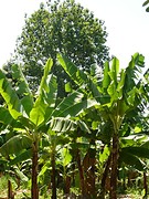 P1100515