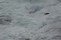 DSC_0426