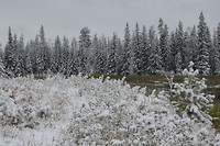 DSC_0481