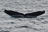 CSC_0663