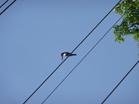 P1130338
