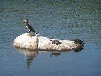 P1130383