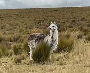 IMG-20231126-WA0078