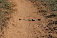 Palo duro